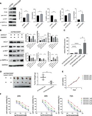 Corrigendum: Targeting ACLY Attenuates Tumor Growth and Acquired Cisplatin Resistance in Ovarian Cancer by Inhibiting the PI3K–AKT Pathway and Activating the AMPK–ROS Pathway